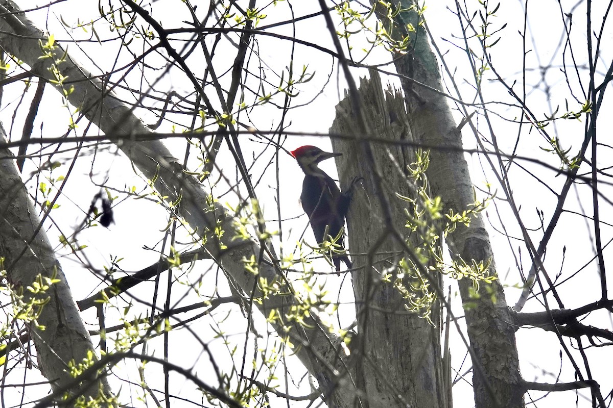 Pileated Woodpecker - David Servos