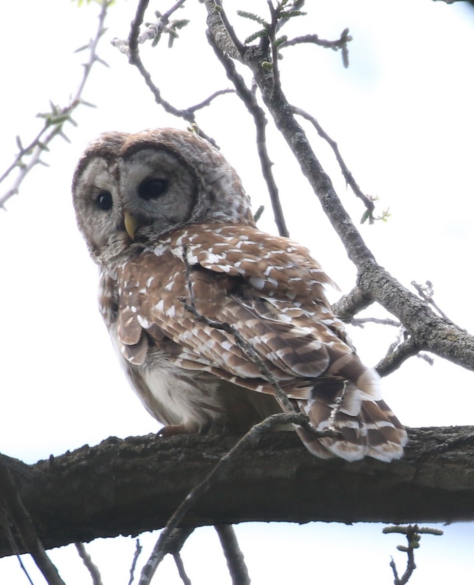 Barred Owl - ML568362281