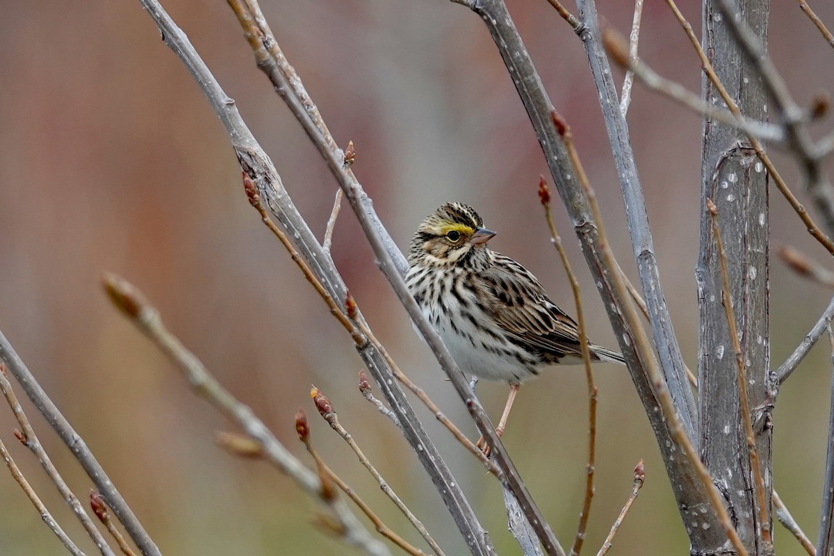 Savannah Sparrow - David Servos