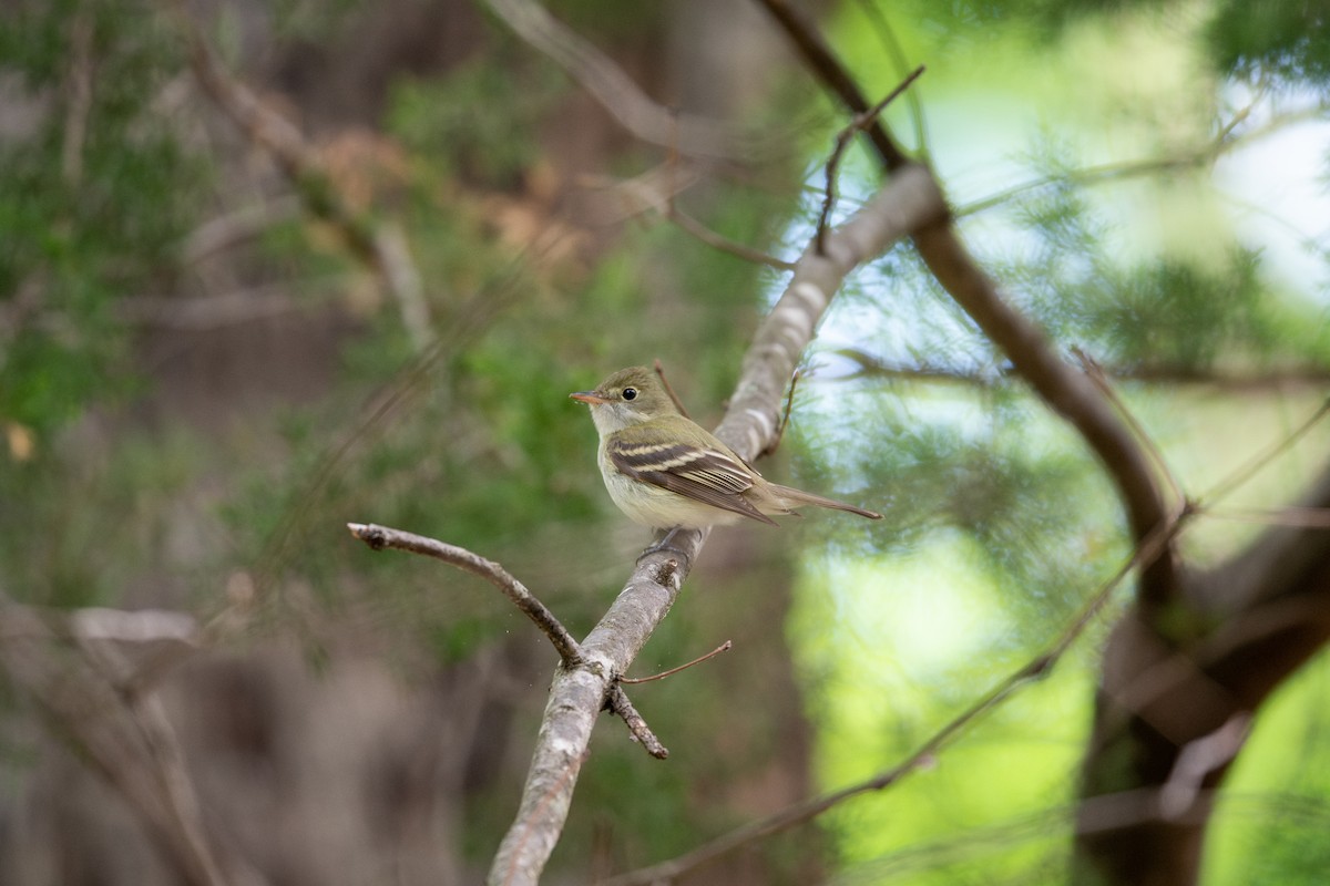 Acadian Flycatcher - ML568362381