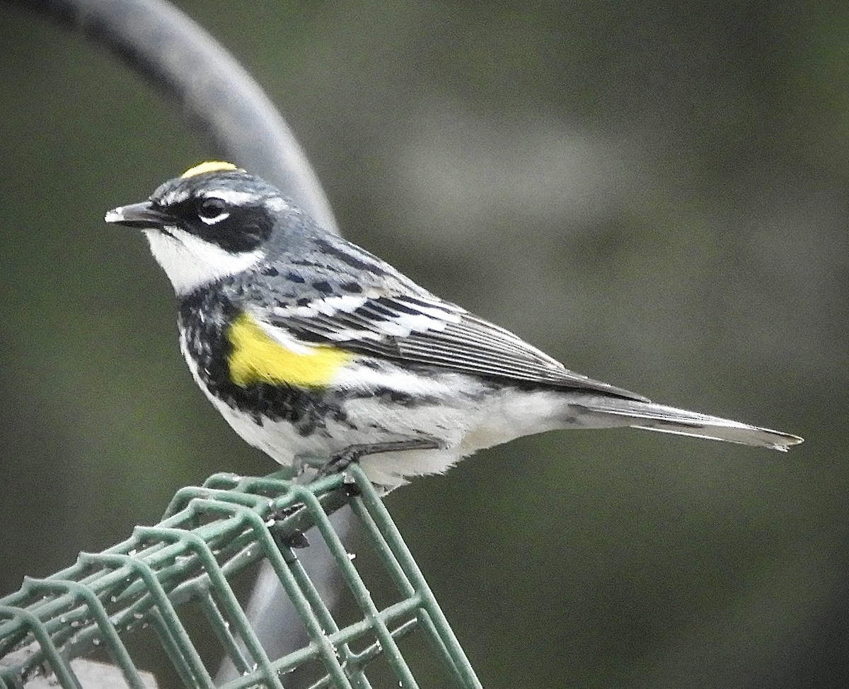 Yellow-rumped Warbler - ML568362591