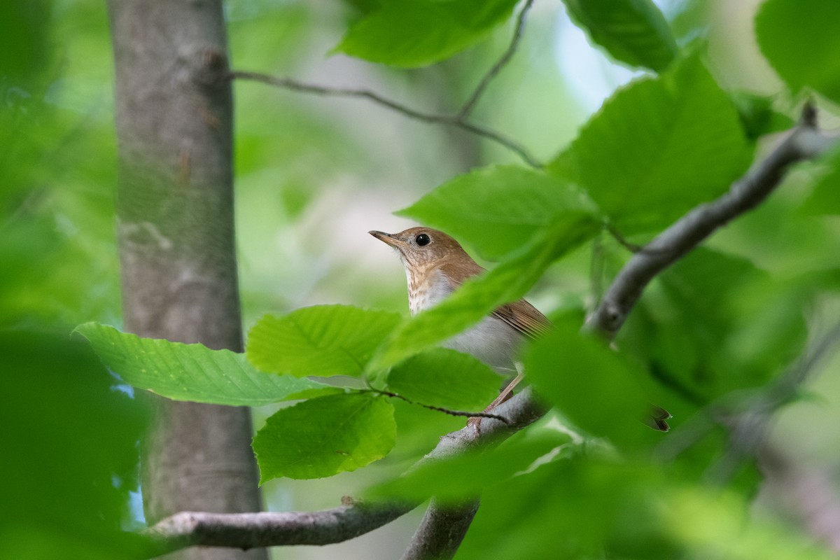 Veery - ML568362881