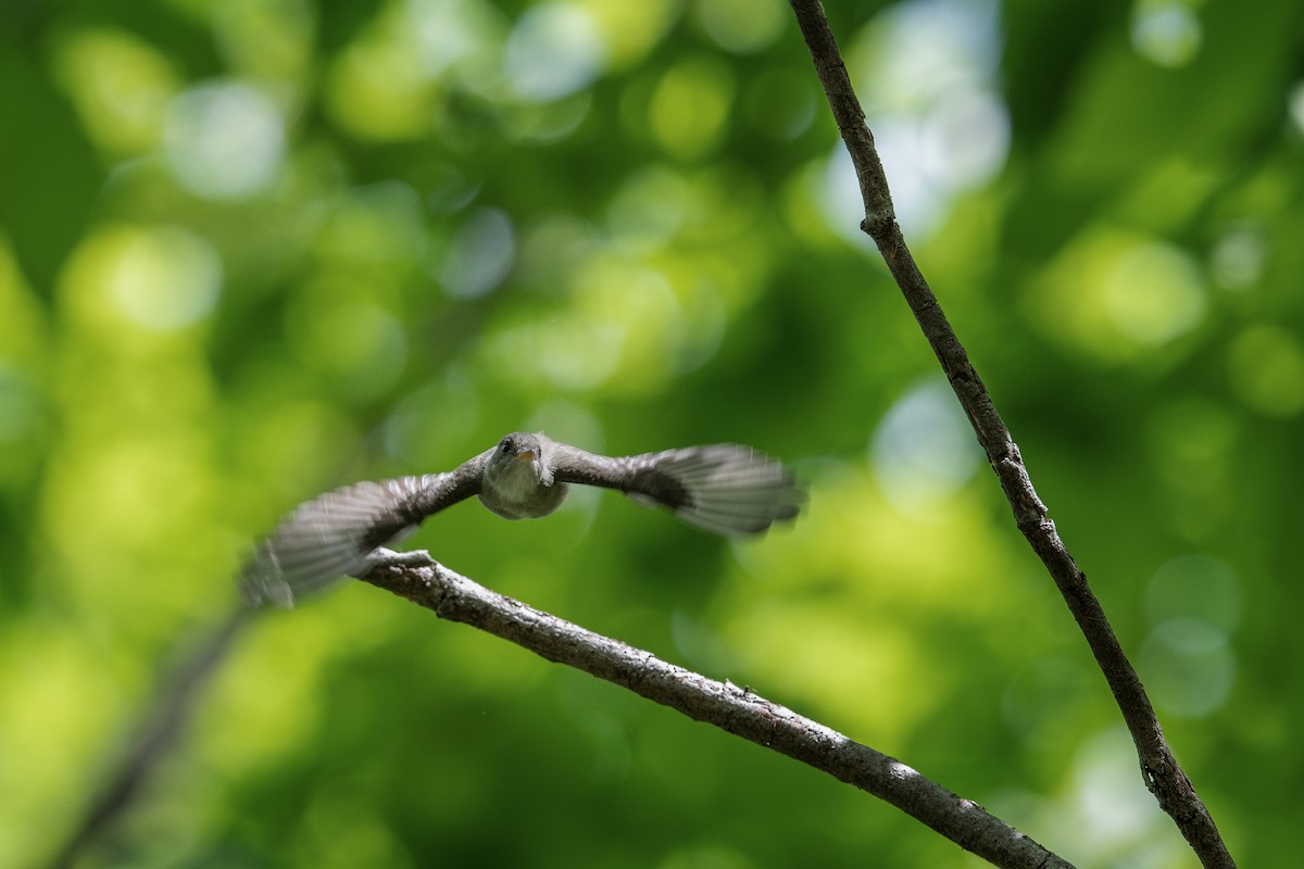 Eastern Wood-Pewee - ML568363111