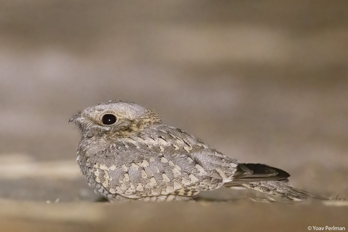 Nubian Nightjar - ML568363211