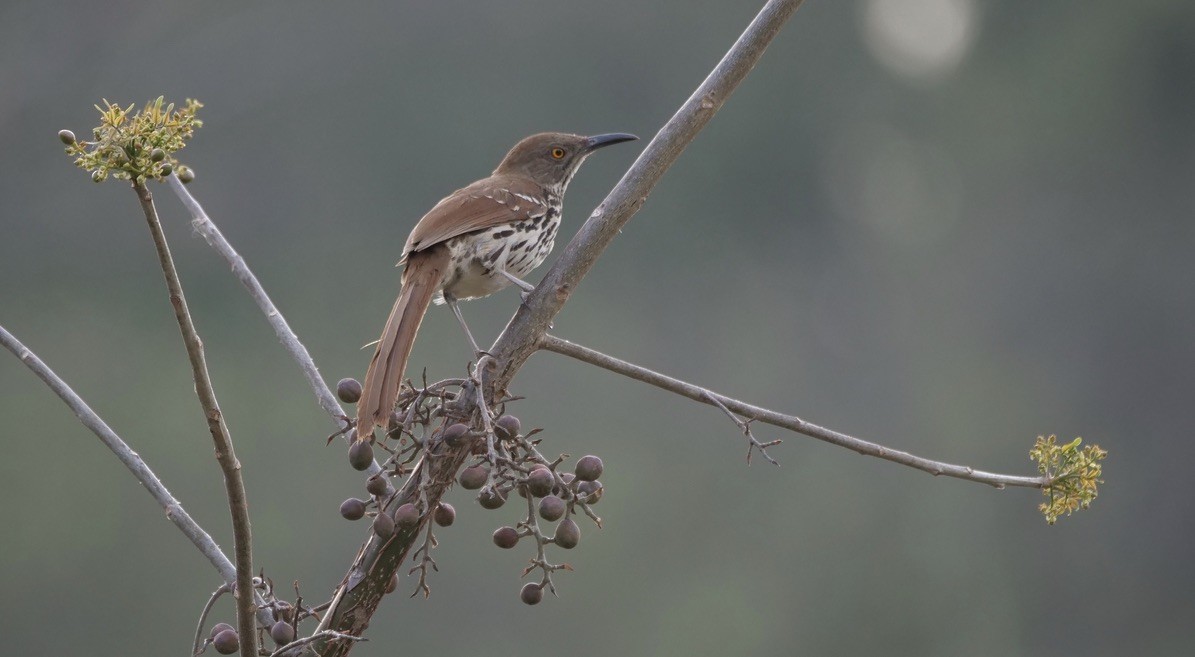 Long-billed Thrasher - ML568363241