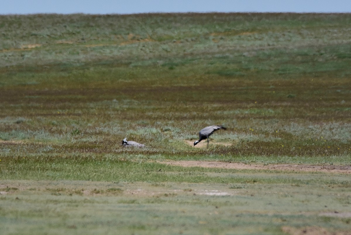 Demoiselle Crane - ML568363861