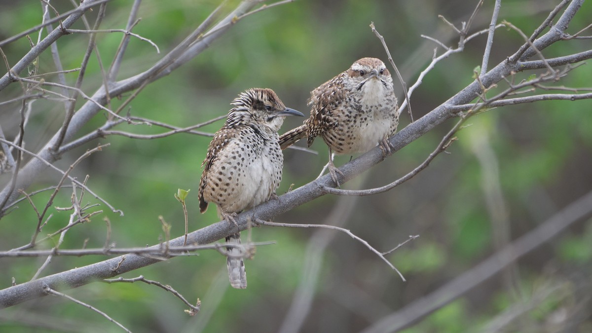 Spotted Wren - Micah Riegner