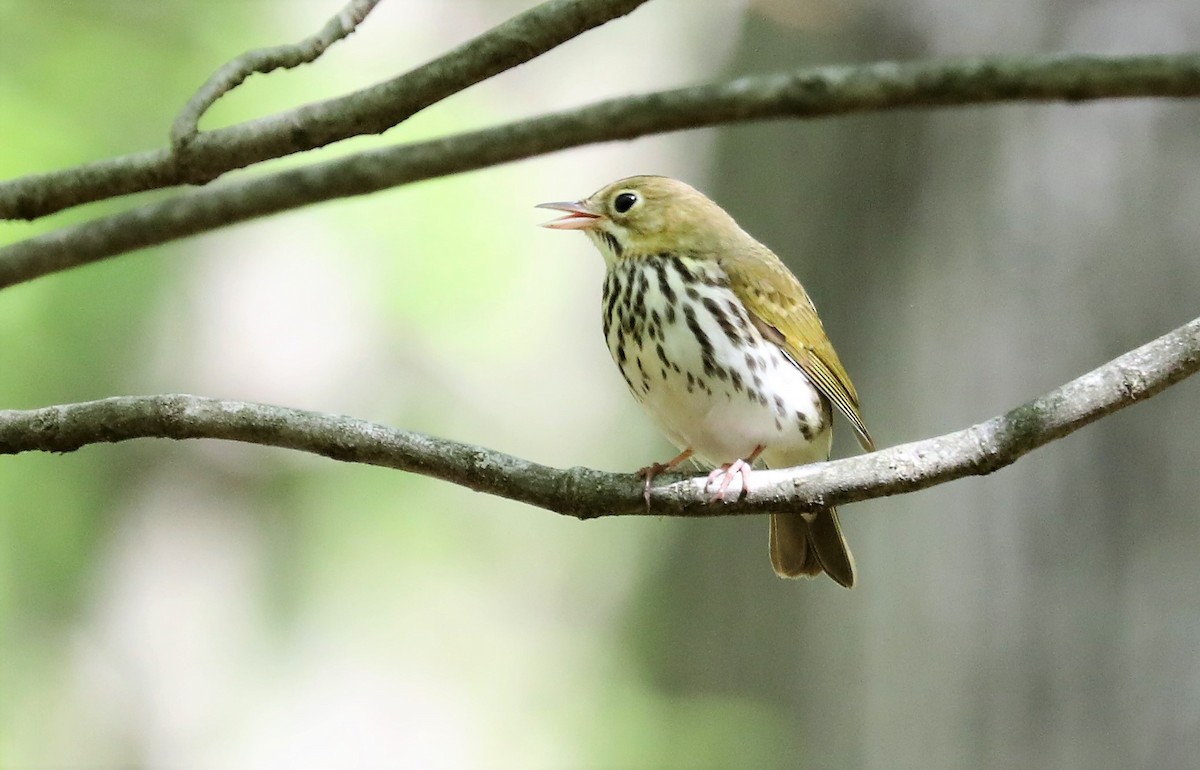 Ovenbird - ML568365091