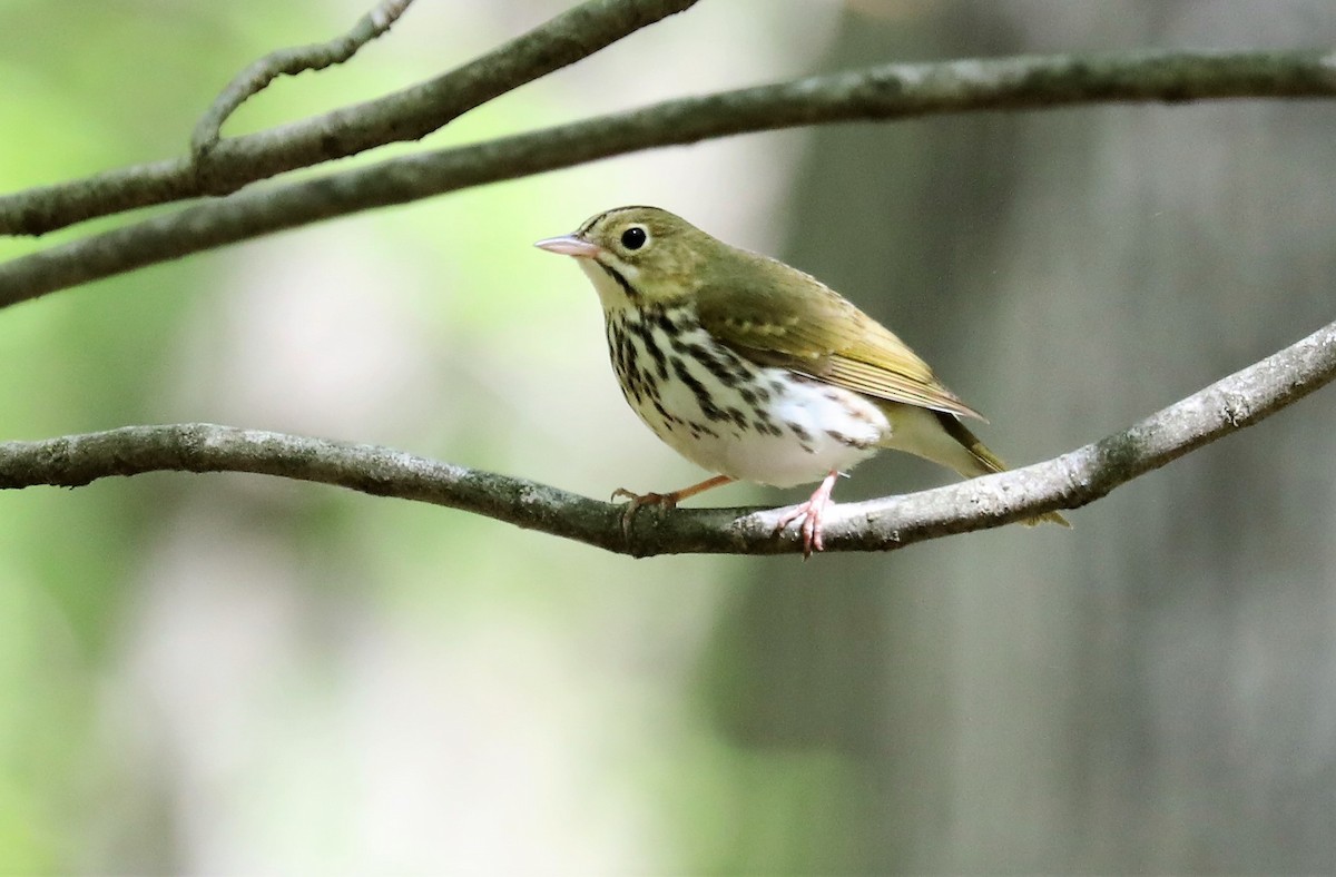 Ovenbird - ML568365291