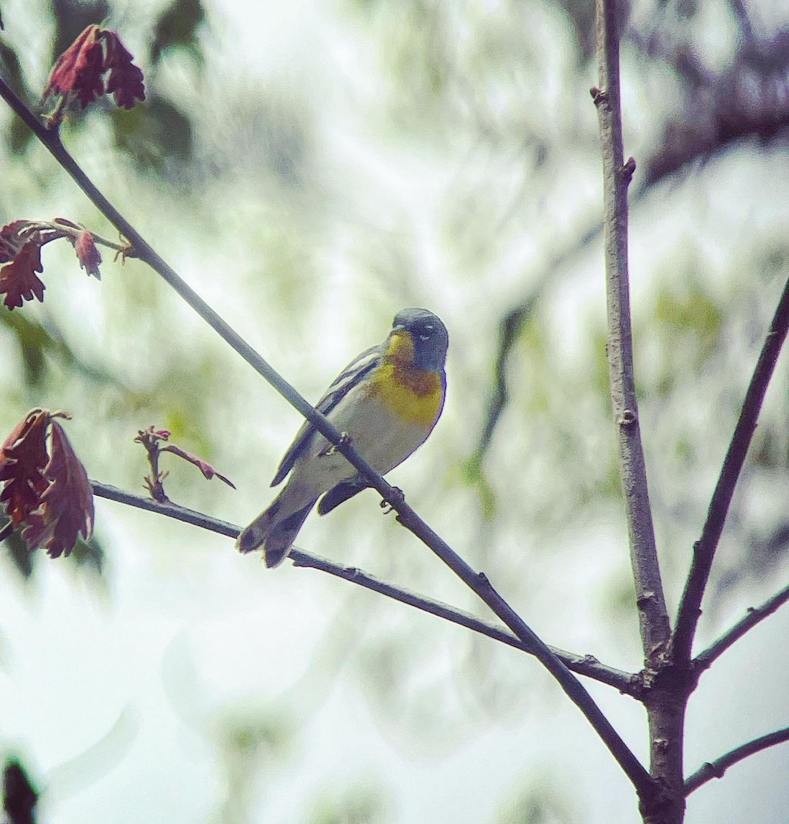 Northern Parula - Dave Votta