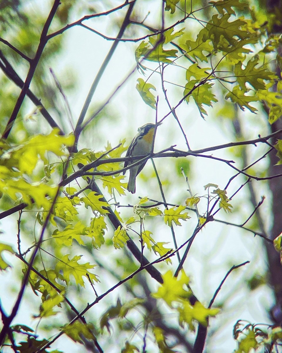 Yellow-throated Warbler - Dave Votta