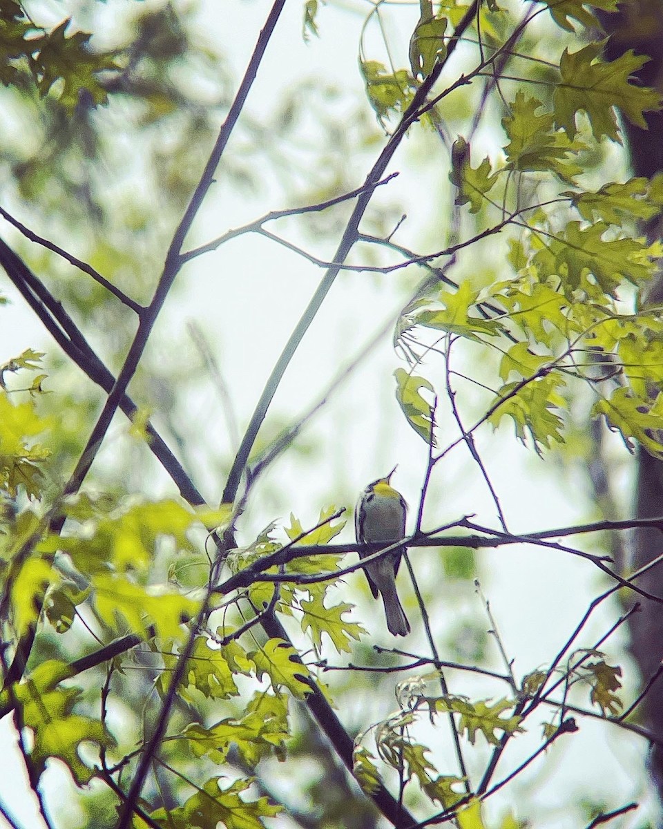 Yellow-throated Warbler - Dave Votta