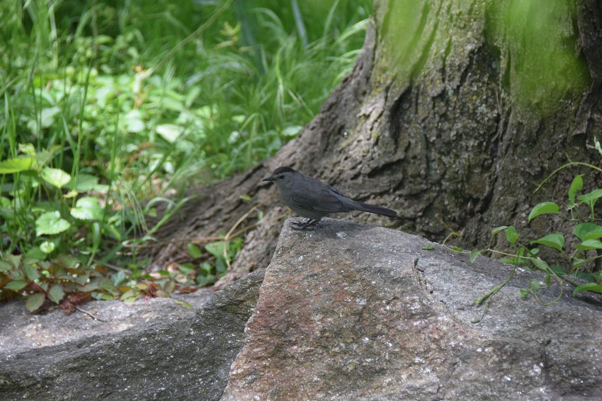 Gray Catbird - ML568366991