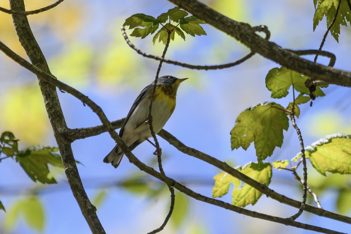 Northern Parula - ML568367771