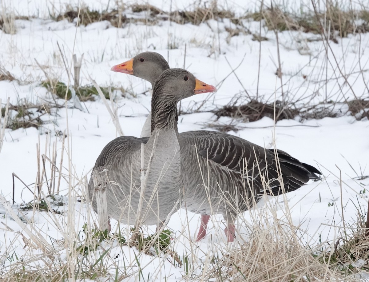 Graylag Goose - ML568369071