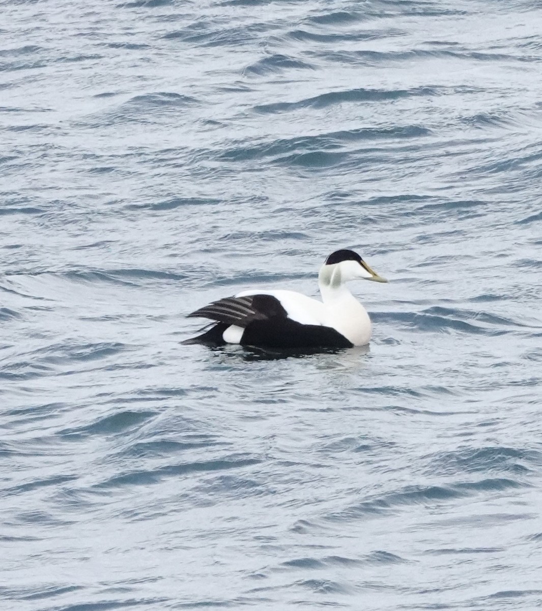 Common Eider - ML568369221