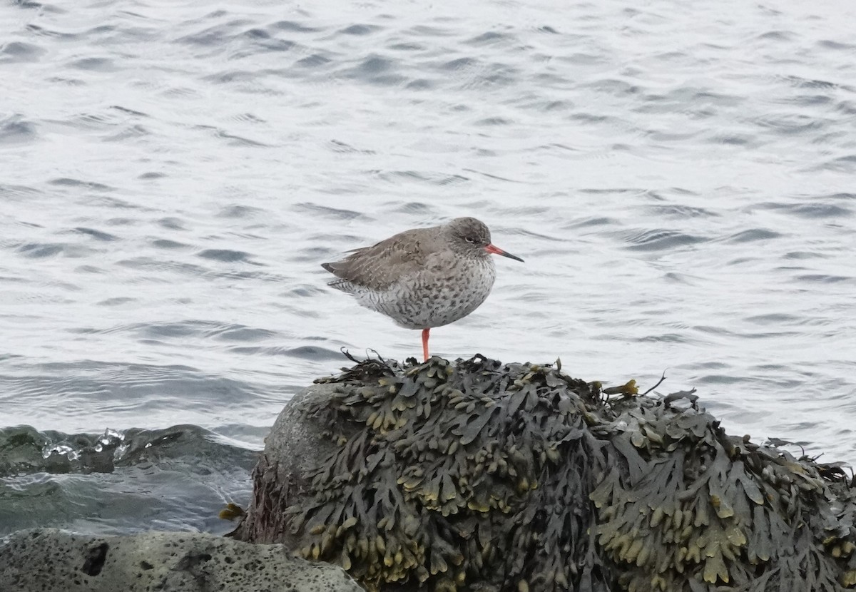 Common Redshank - ML568369381