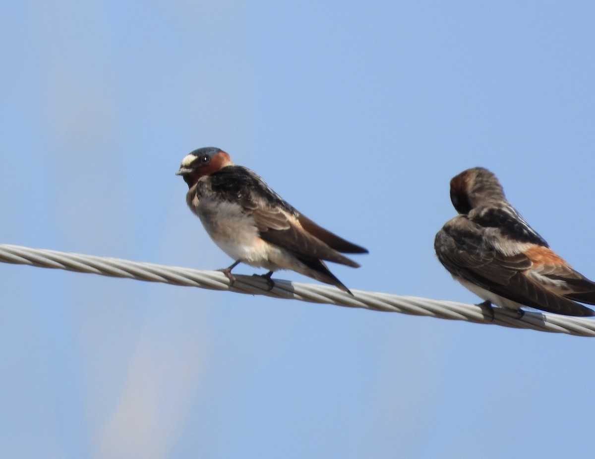 Cliff Swallow - ML568369461