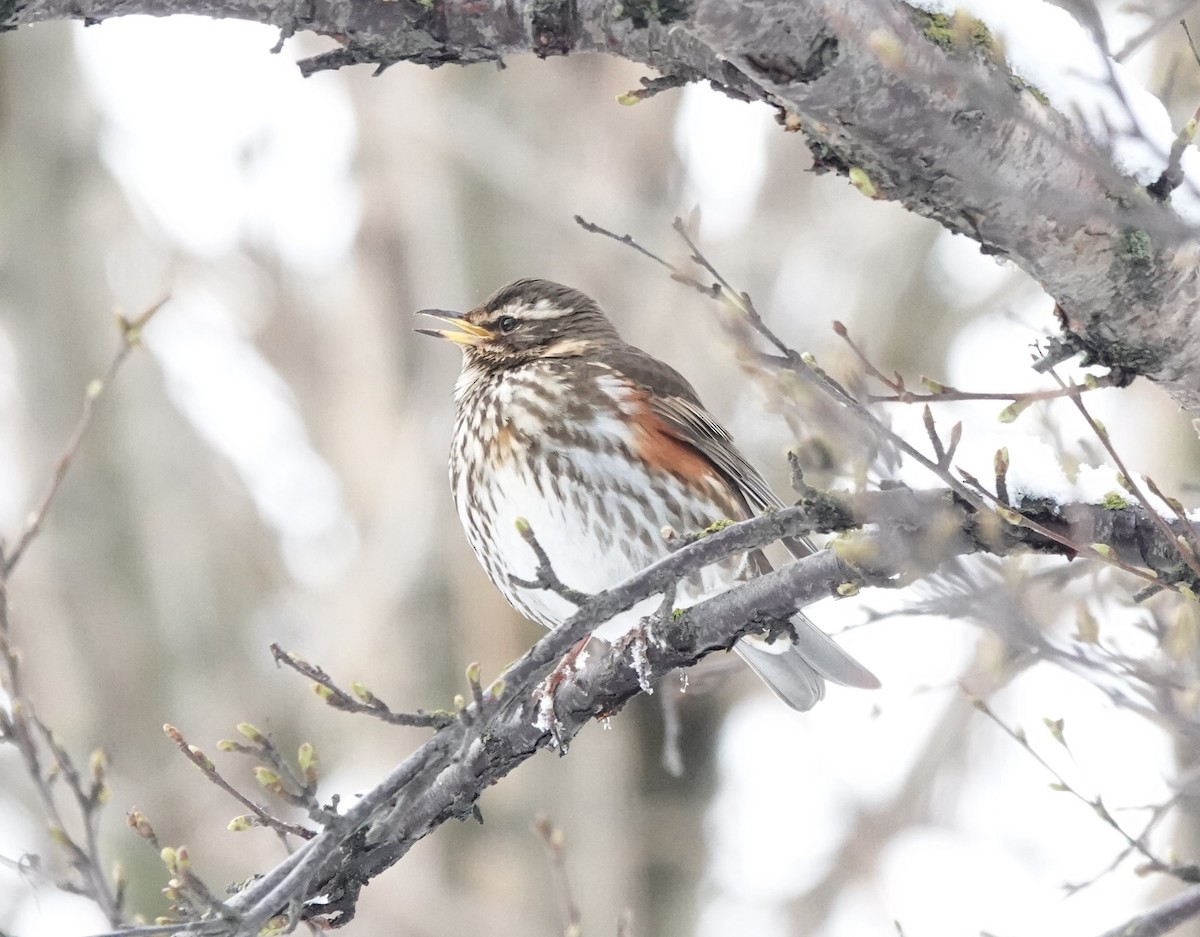 Redwing (Icelandic) - ML568369531