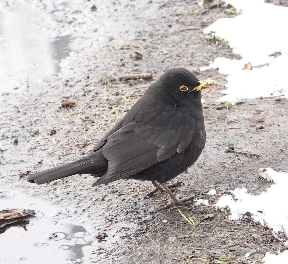 Eurasian Blackbird - ML568369761
