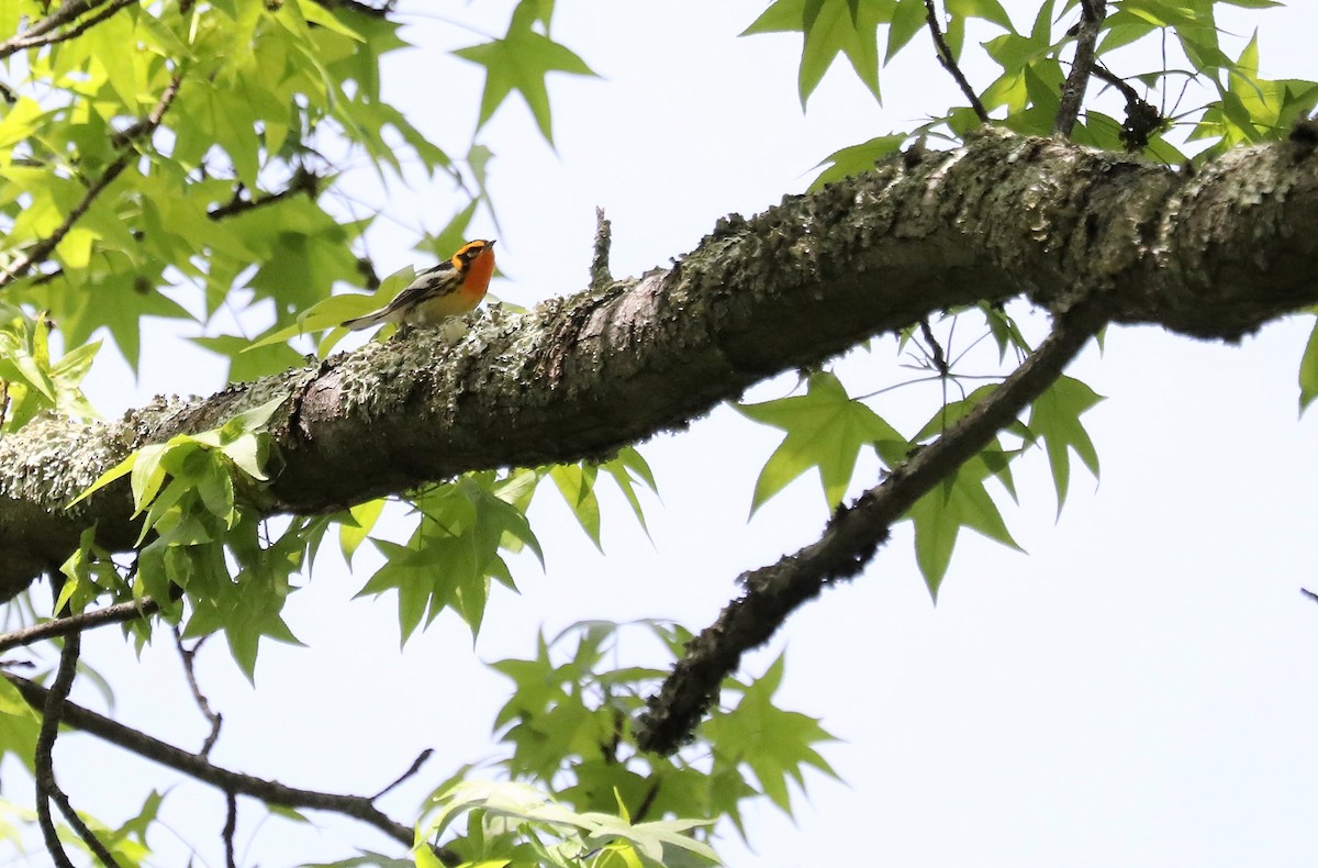 Blackburnian Warbler - ML568370101