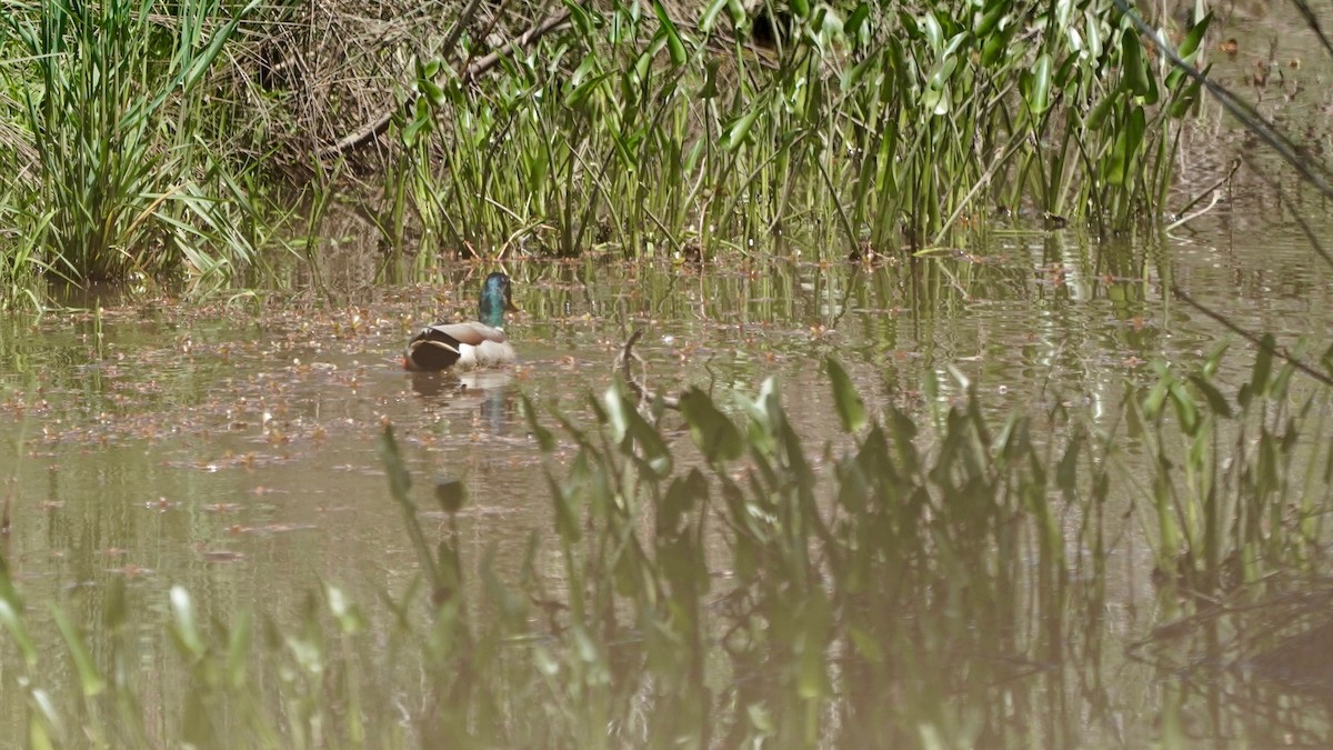 Зэрлэг нугас - ML568370411