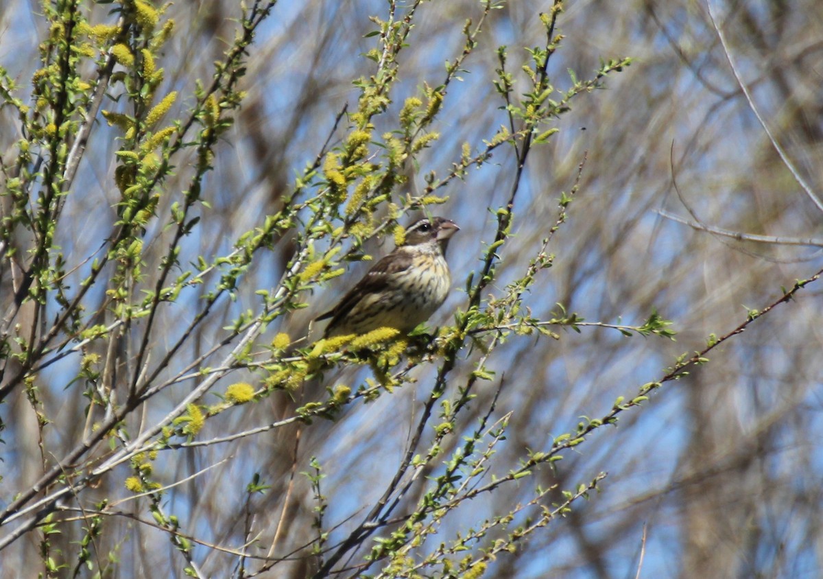 Rose-breasted Grosbeak - ML568370571