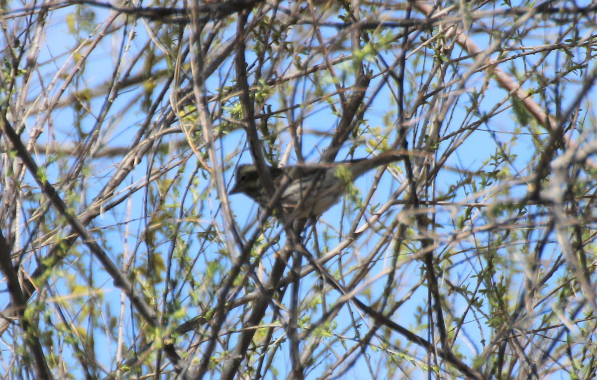 Cassin's Finch - ML568370771