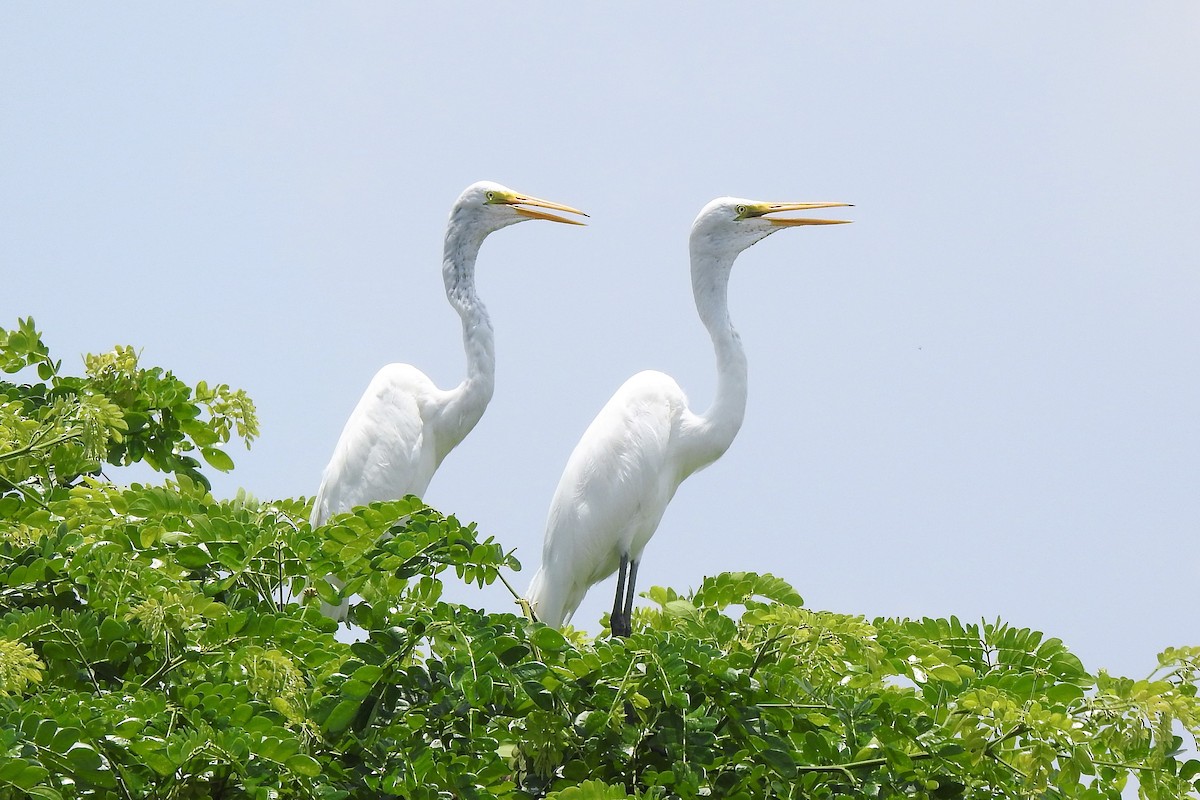 Great Egret - ML568371041