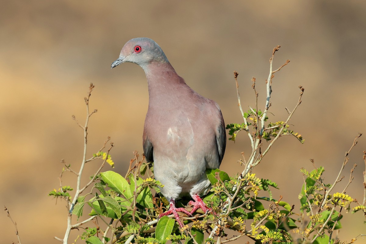 Pale-vented Pigeon - ML568371321