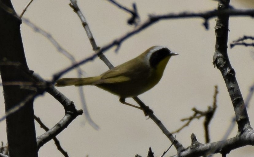 Common Yellowthroat - ML568371651