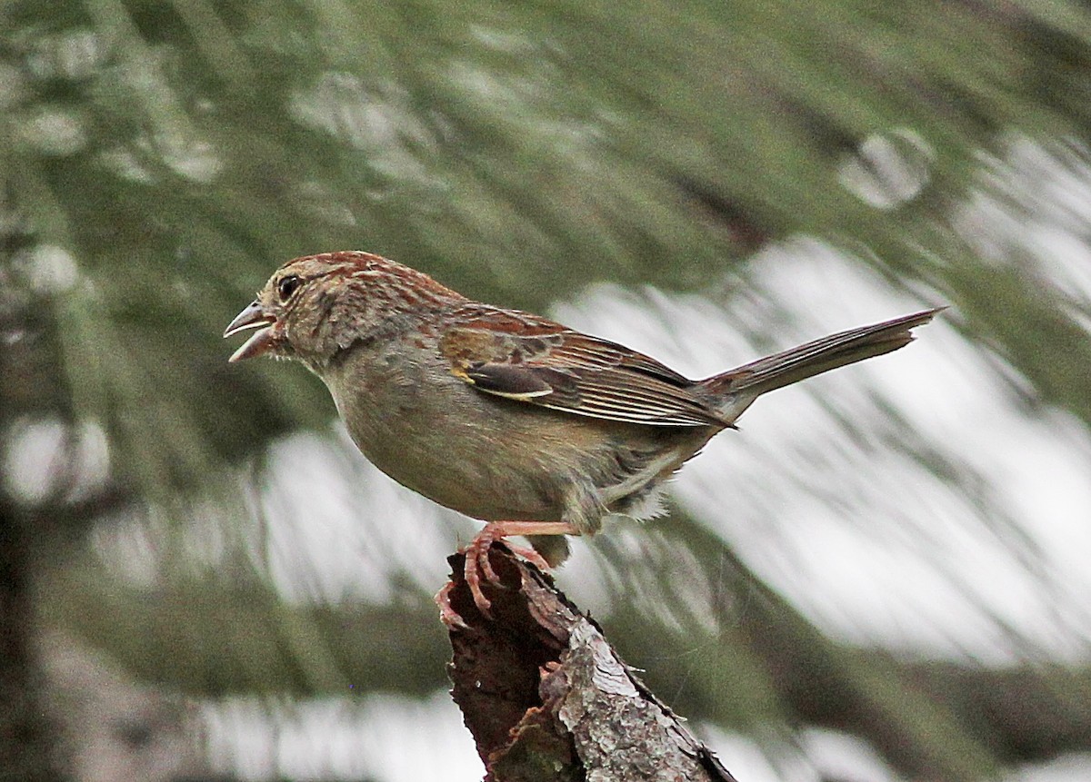 Bachman's Sparrow - Mike Litak