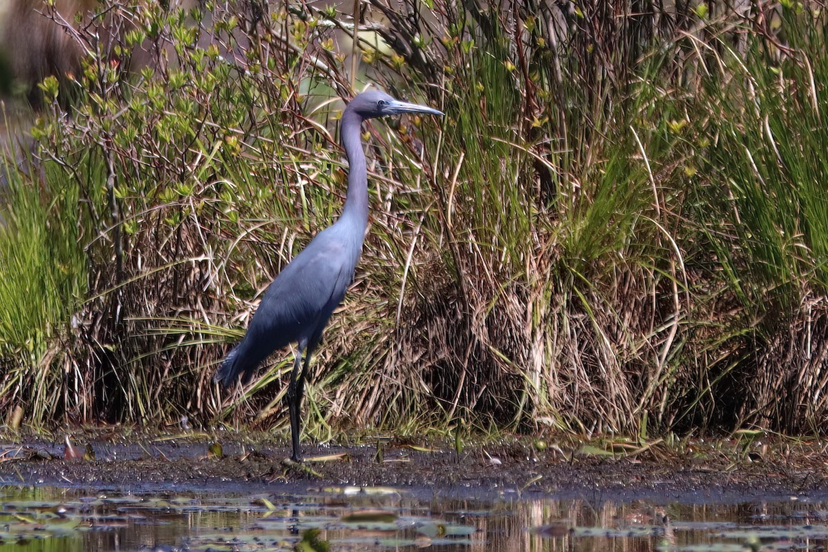 Little Blue Heron - ML568373911