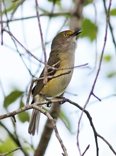 Weißaugenvireo - ML568374021