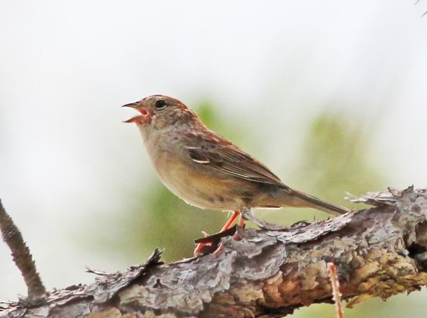 Bachman's Sparrow - Deb Ahern