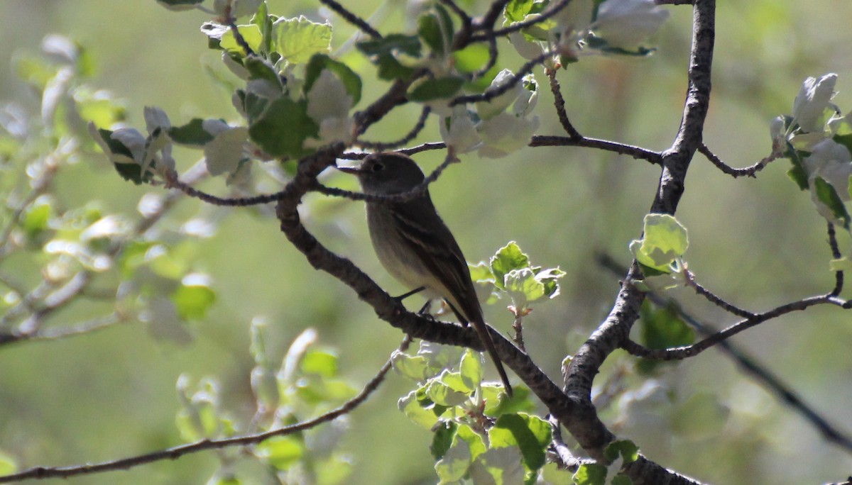 Gray Flycatcher - ML568374401