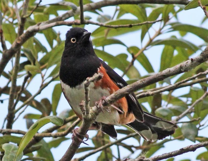 Eastern Towhee (White-eyed) - ML568374571