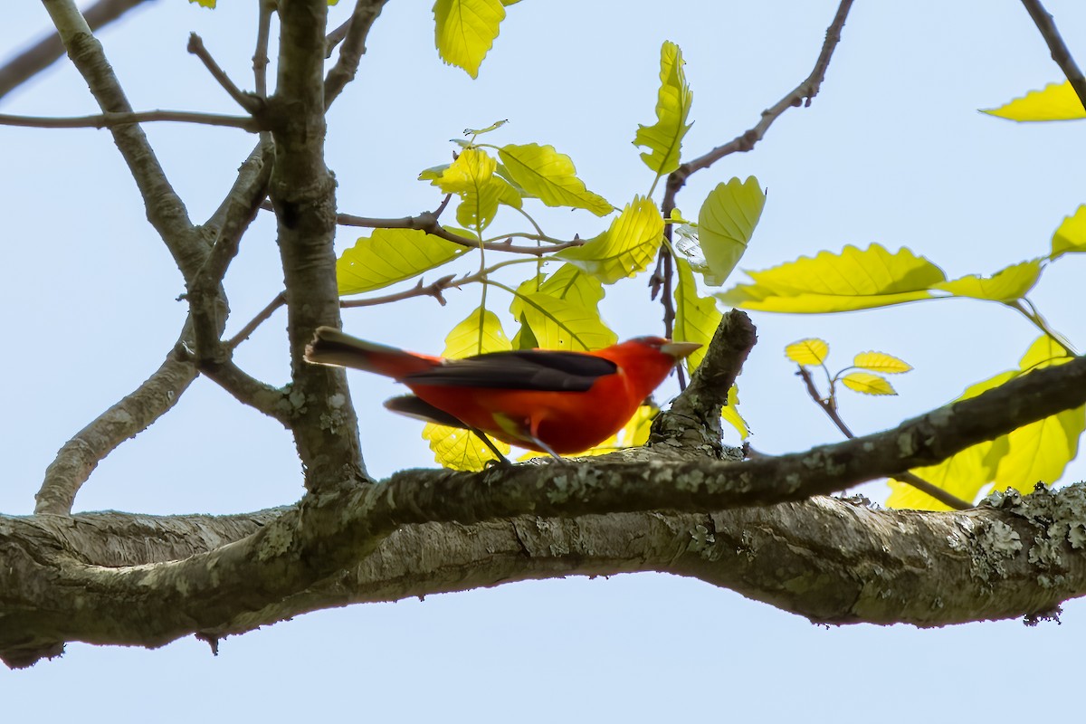 Scarlet Tanager - ML568374901