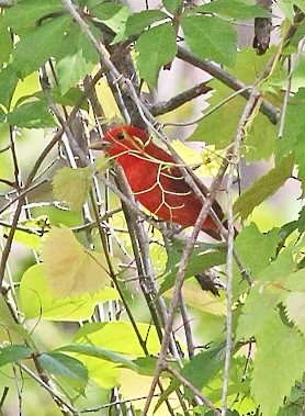 Piranga Roja - ML568374951