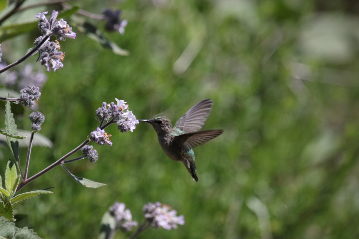 Costa's Hummingbird - ML568375541