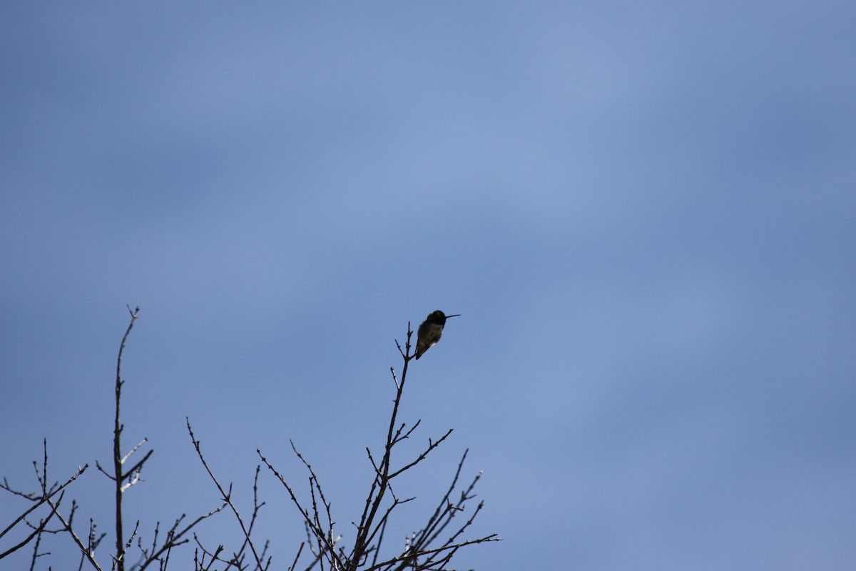 Costa's Hummingbird - ML568375571