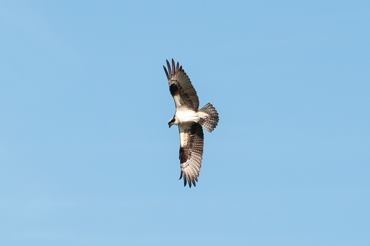 Osprey - ML568376581