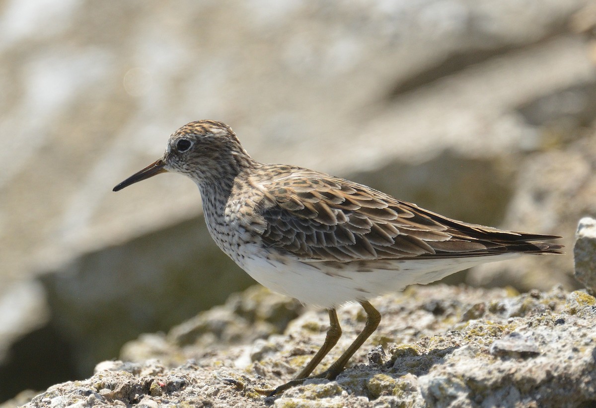 Pectoral Sandpiper - Avery Dart