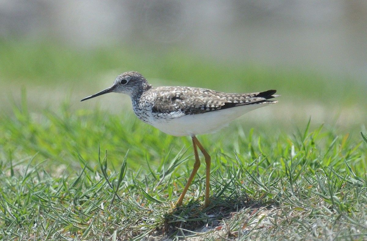 Lesser Yellowlegs - ML568376801