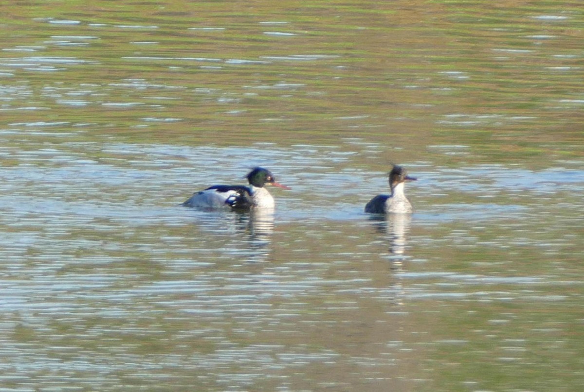 Red-breasted Merganser - ML568376811