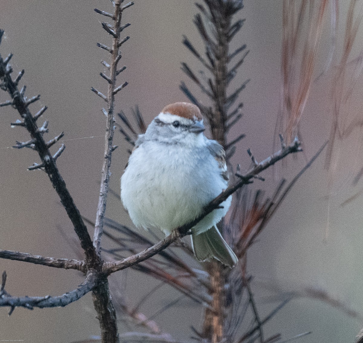 Chipping Sparrow - ML568377541