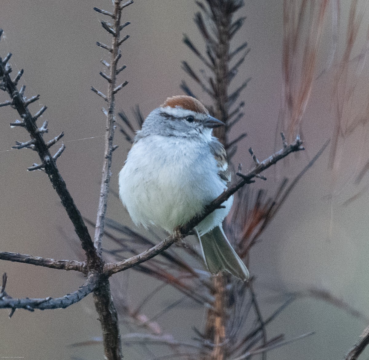 Chipping Sparrow - ML568377571
