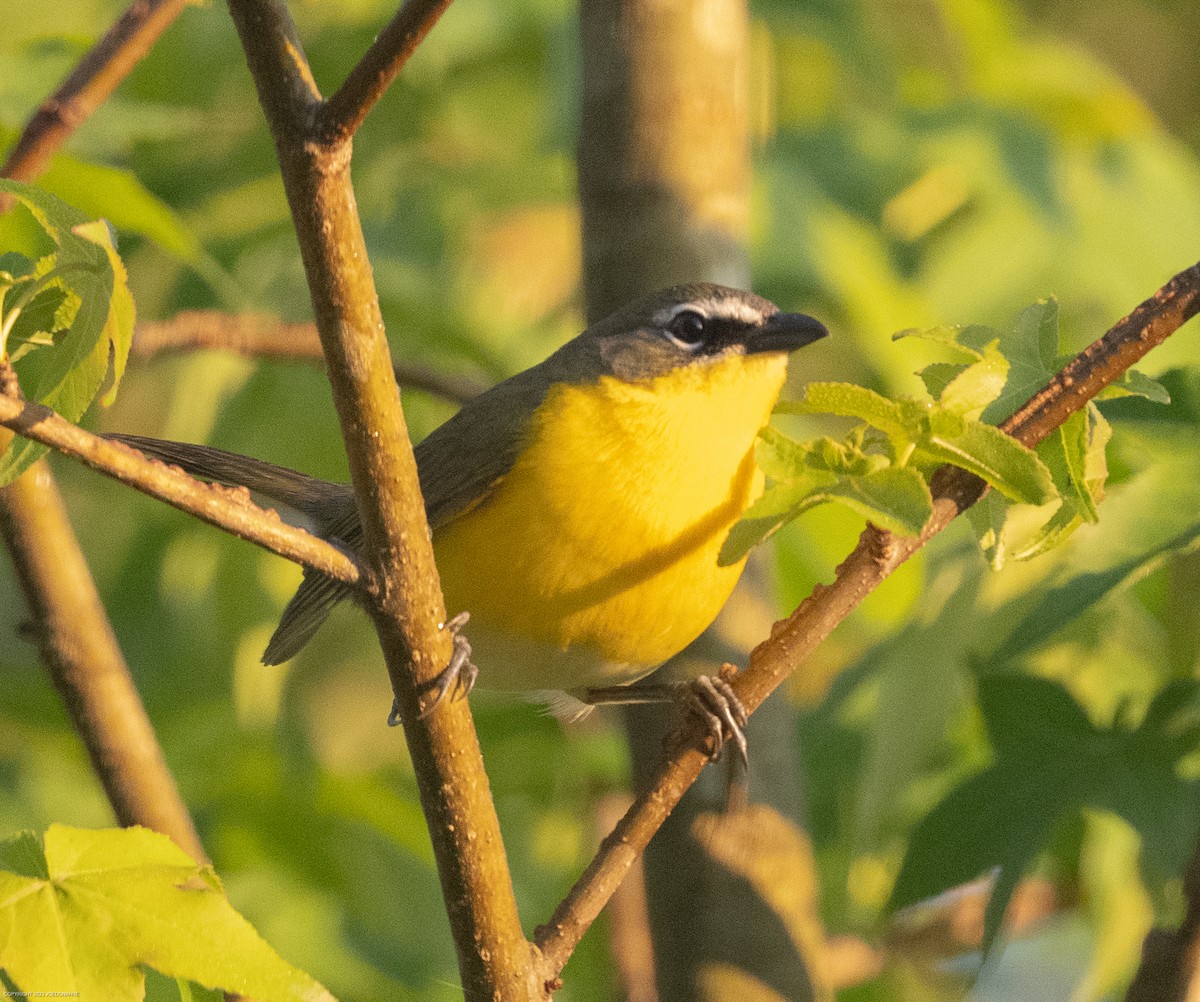Yellow-breasted Chat - ML568377891