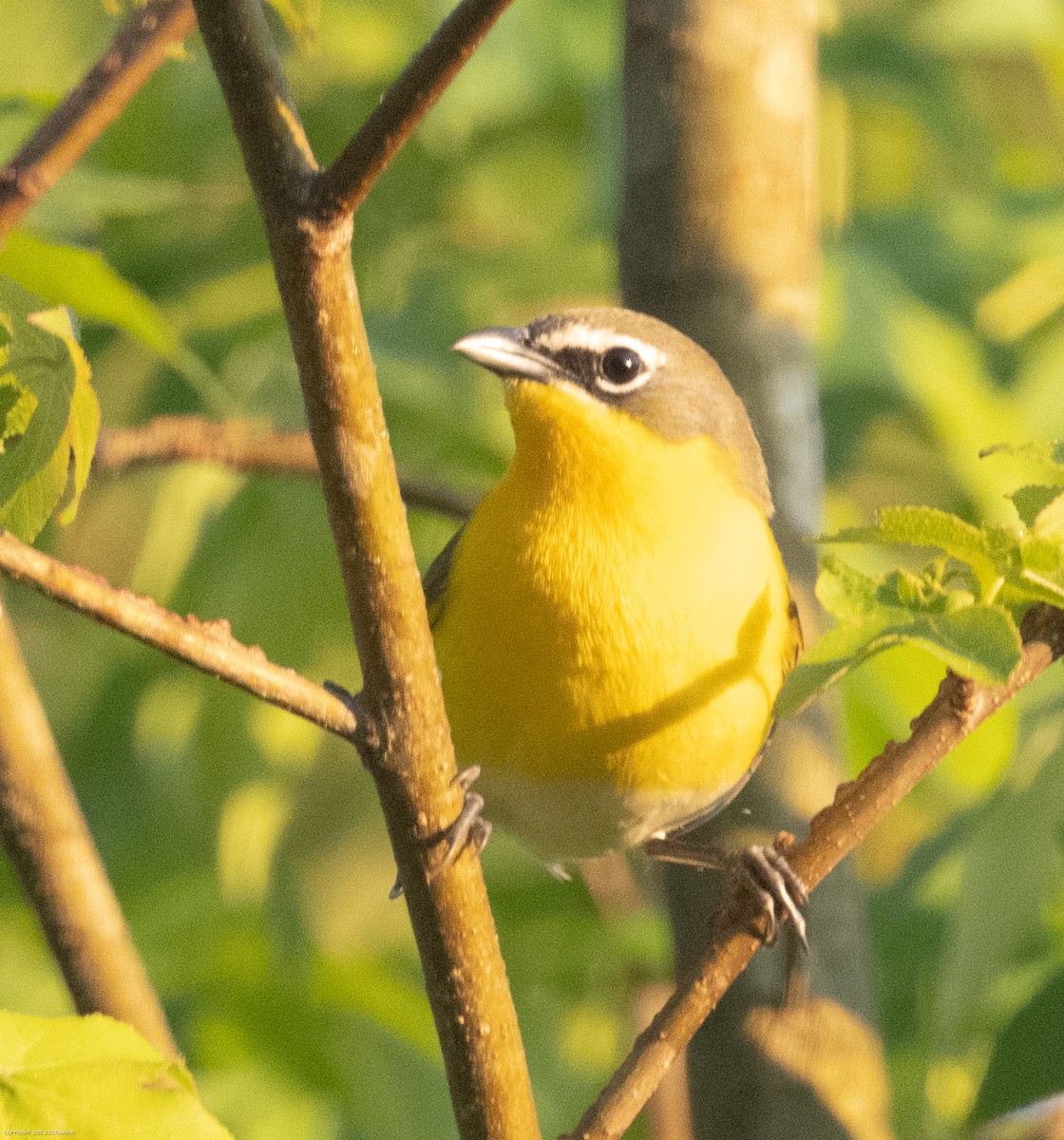 Yellow-breasted Chat - ML568377901