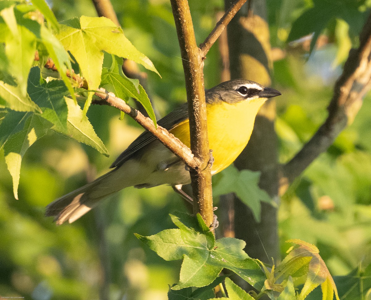 Yellow-breasted Chat - ML568377911